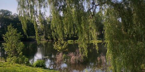 Weeping willow tree over pond 