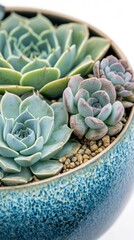 Obraz premium A close-up of a succulent arrangement in a decorative pot with pebbles.