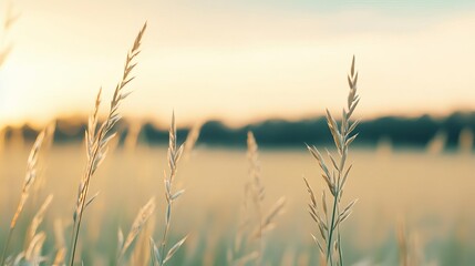 Fototapeta premium Sunlit meadow, diffused light, soft and dreamy, peaceful nature