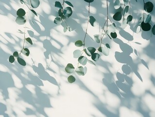 Abstract Eucalyptus Leaf Shadows on White Background - Minimalist Botanical Photography