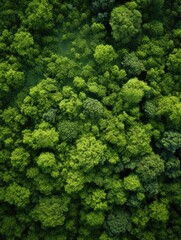Naklejka premium Lush green forest with many trees. The trees are tall and green, and the forest is dense. Concept of peace and tranquility, as the viewer is surrounded by nature and the beauty of the forest