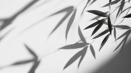 Abstract Shadow of Leaves on White Background - Minimalist Natural Design for Branding and Mockups.
