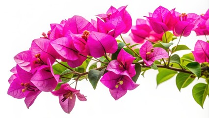 Vibrant bougainvillea flower isolated on white background, bougainvillea, paperflower, colorful, street, tropical, decorative