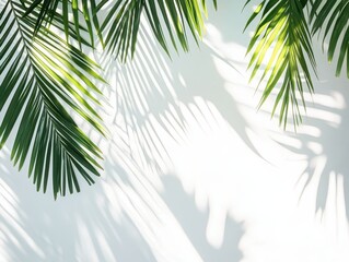 Palm Leaf Shadow Overlay, Tropical Summer Background, Minimalist Design.