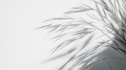 Abstract Shadow of Dried Grass on White Background - Minimalist Nature Photography