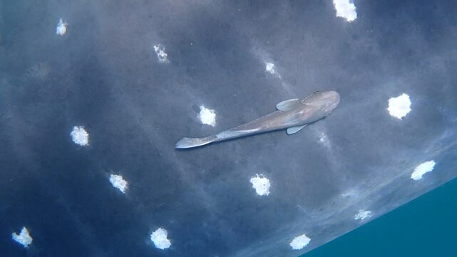 Remora fish cleaning whaleshark