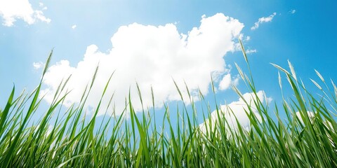 Obraz premium Tall green grass swaying under a bright blue sky with fluffy white clouds, peaceful, landscape