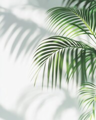 Obraz premium Palm Leaf Shadow Overlay - Tropical Green Leaf Shadow on White Background - Minimalist Design Elements