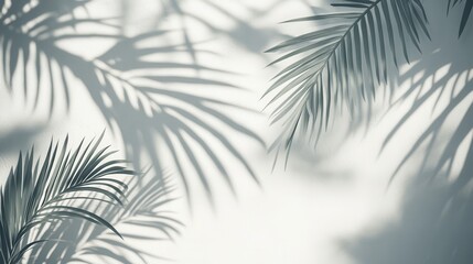 Abstract Palm Leaf Shadows on White Wall, Minimalist Tropical Background