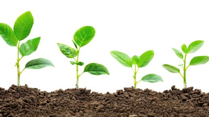 Naklejka premium Facilitates Employee Development: Provides essential resources and training to cultivate employees' skills, helping them grow in their careers and contribute to organizational success. 