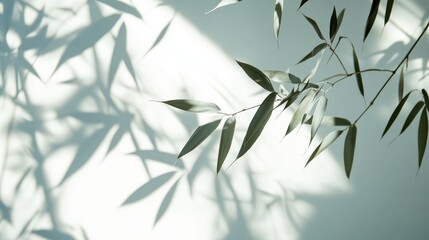 Abstract Green Leaves Shadow Overlay on White Background - Natural Light and Texture