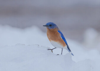 Blue Bird In The Snow