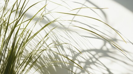 Naklejka premium Abstract Green Leaf Shadows on White Wall Background - Minimalist Nature Texture