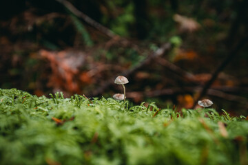 A genus of fungi in the Mycenaceae family. Mycenae are small saprotrophic fungi.Hallucinogenic plants.On a thin leg.Macro photography in the forest.