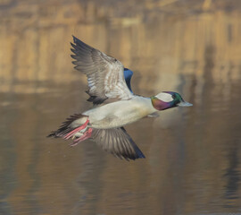 Male Bufflehead In Flight