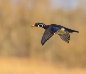 Obraz premium Wood Duck In Flight