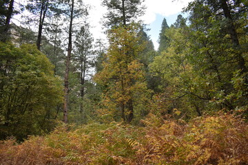 Red and yellow foliage and tree surrounded by larger green trees