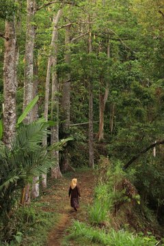 hiking in the forest