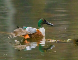 Northern Shoveler