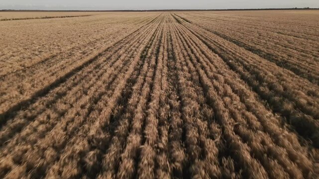 The aerial view of wheat ready to harvest in New South Wales, Australia
