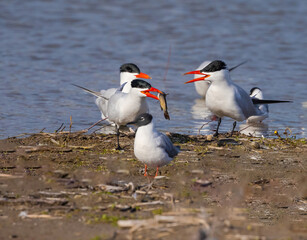 Bonapartes And Terns