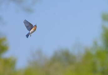 Bluebird In flight Focusing On Insect