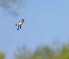 Blue Bird In Flight
