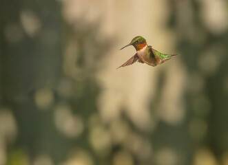 Ruby-Throated Hummingbird In Mid Air