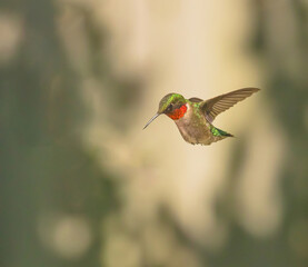 Fototapeta premium hummingbird in flight