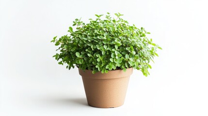 Front view of a Xylosma plant in a pot isolated against a white background