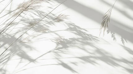 Obraz premium Abstract Shadow of Dried Grass on White Background - Minimalist Texture for Design