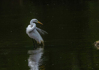 Egret Standing And Looking