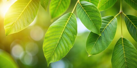 Fototapeta premium Close-up of green walnut leaves against a blurred background, green, walnut, leaves, close-up, blurred, nature, foliage, texture