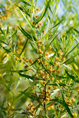 Fototapeta premium Closeup of yellow blooming of Hop leaved wattle (Acacia dodonaeifolia) in natural habitat