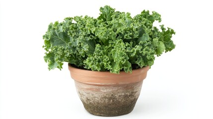 Naklejka premium Kale plant in a pot displayed from the front against a white background