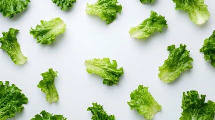 Obraz premium Fresh lettuce leaves on a clean white background