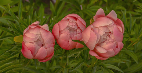 Peonies About To Open