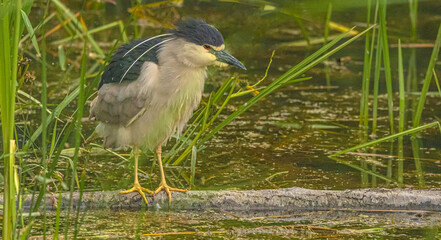 Night Heron