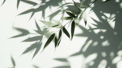 Abstract Green Leaves Shadow Overlay - Minimalist Nature Photography Background.