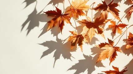 Autumn Leaves with Shadows on White Background - Minimalist Fall Foliage Photography.