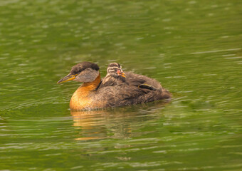 Grebette On Grebe's Back
