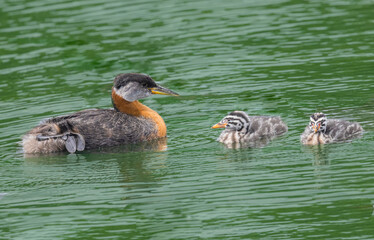 Red Necked Grebe Family