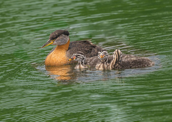 Family Of Grebes