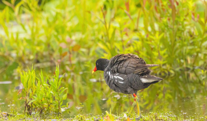 Gallinule On The Edge Of The Water