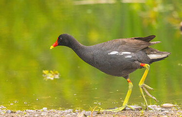 Gallinule On The Edge Of The Water