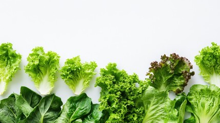 Fresh lettuce leaves on a clean white background
