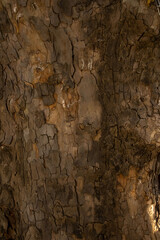 tree texture