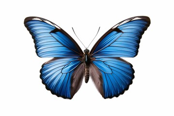 Beautiful blue butterfly isolated on white background 