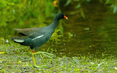 Gallinule Walking Along Shoreline