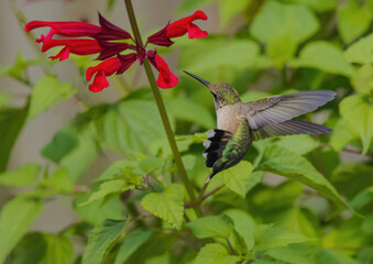 Hummingbird: Should It Stay Or Should It Go